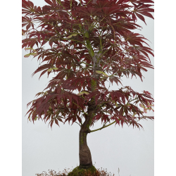 Acer palmatum oshu beni I-7915 vista 4