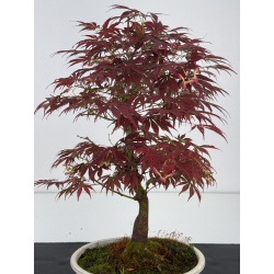 Acer palmatum oshu beni I-7915 vista 5