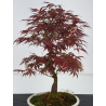 Acer palmatum oshu beni I-7915 view 5