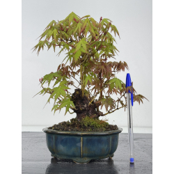Acer palmatum yamamomiji I-7917