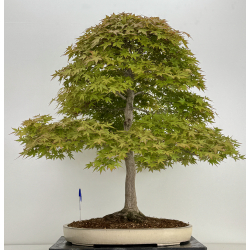 Acer palmatum benichidori I-7918