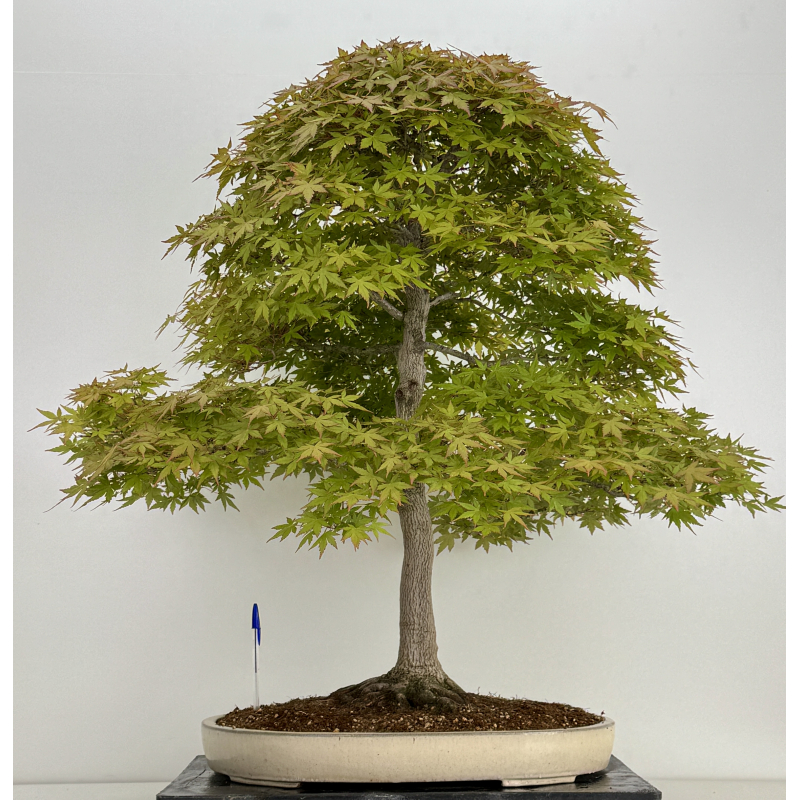Acer palmatum benichidori I-7918 Acer palmatum benichidori I-7918