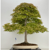 Acer palmatum benichidori I-7918