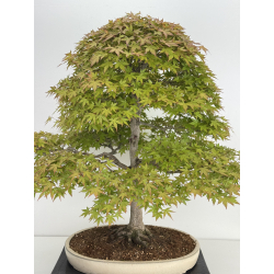 Acer palmatum benichidori I-7918 vista 2