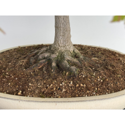 Acer palmatum benichidori I-7918 vista 3