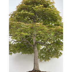 Acer palmatum benichidori I-7918 vista 4