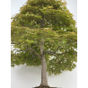 Acer palmatum benichidori I-7918 view 4