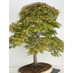 Acer palmatum benichidori I-7918 vista 5