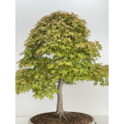 Acer palmatum benichidori I-7918 vista 6