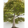 Acer palmatum benichidori I-7918 view 7