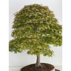 Acer palmatum benichidori I-7918 vista 8