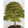 Acer palmatum benichidori I-7918 view 8