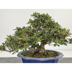 Azalea I-7920 view 4
