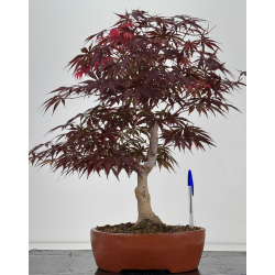 Acer palmatum beni kagami I-7921