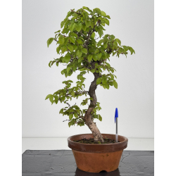 Carpinus coreana -carpe coreano- I-7922