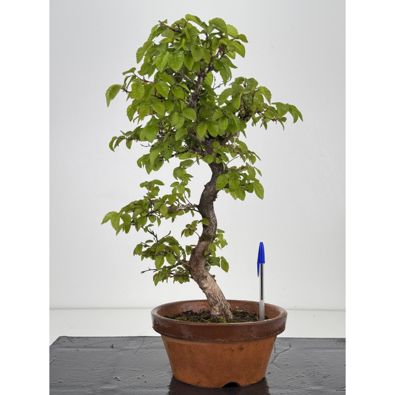 Carpinus coreana -carpe coreano- I-7922