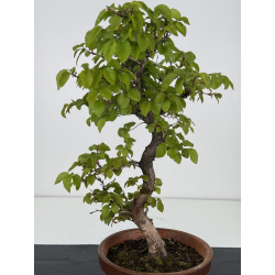 Carpinus coreana -carpe coreano- I-7922 vista 2