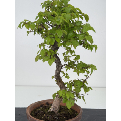 Carpinus coreana -carpe coreano- I-7922 vista 3