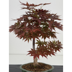 Acer palmatum yugure I-7923 vista 2
