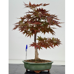 Acer palmatum yugure I-7923