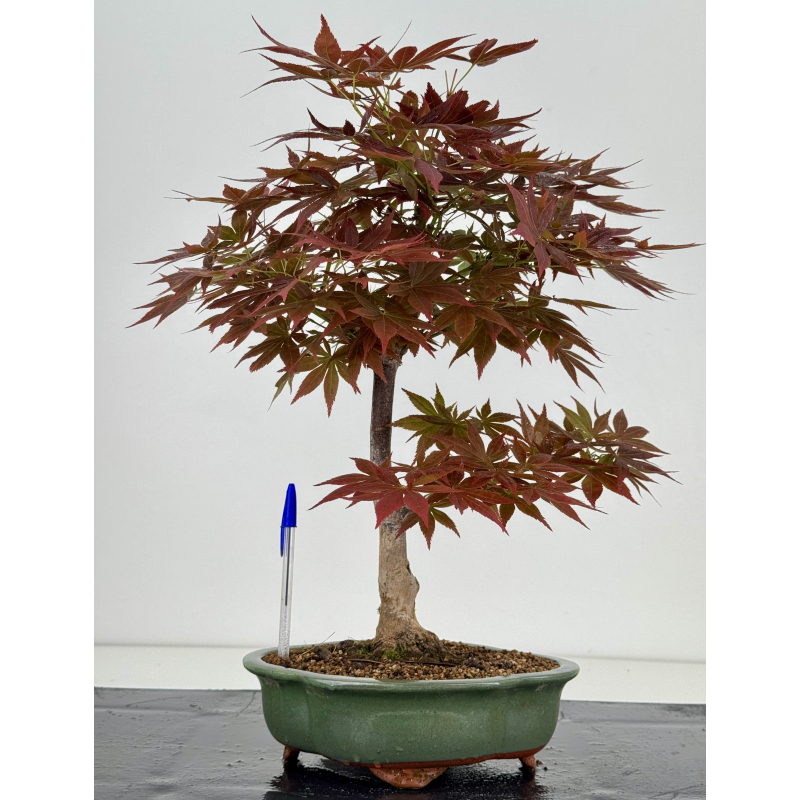 Acer palmatum yugure I-7923
