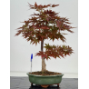 Acer palmatum yugure I-7923