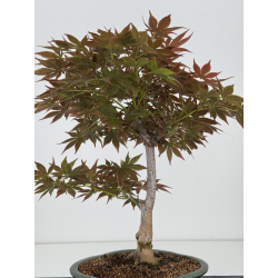 Acer palmatum yugure I-7923 vista 3