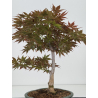 Acer palmatum yugure I-7923 vista 3
