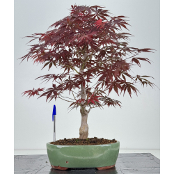 Acer palmatum beni kagami I-7924