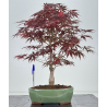 Acer palmatum beni kagami I-7924