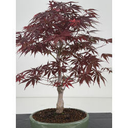 Acer palmatum beni kagami I-7924 view 2