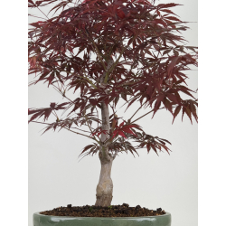 Acer palmatum beni kagami I-7924 view 3