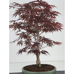 Acer palmatum beni kagami I-7924 view 4
