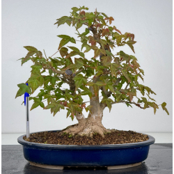 Acer buergerianum I-7925