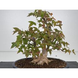 Acer buergerianum I-7925 vista 2