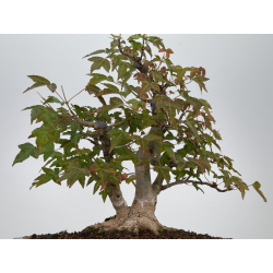 Acer buergerianum I-7925 vista 3