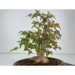 Acer buergerianum I-7925 vista 4