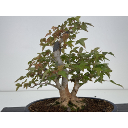 Acer buergerianum I-7925 vista 5