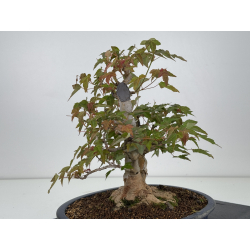 Acer buergerianum I-7925 vista 6