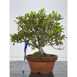 Azalea Hoki I-7926