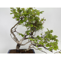 Fagus sylvatica I-7927 view 2