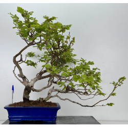 Fagus sylvatica I-7927
