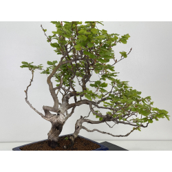 Fagus sylvatica I-7927 view 3