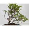 Fagus sylvatica I-7927 view 3