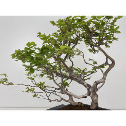 Fagus sylvatica I-7927 view 4