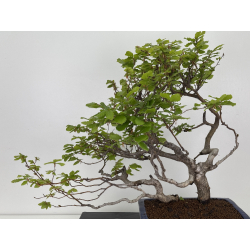Fagus sylvatica -haya europea- I-7927 vista 5