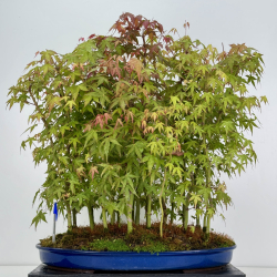 Acer palmatum yamamomiji I-7928
