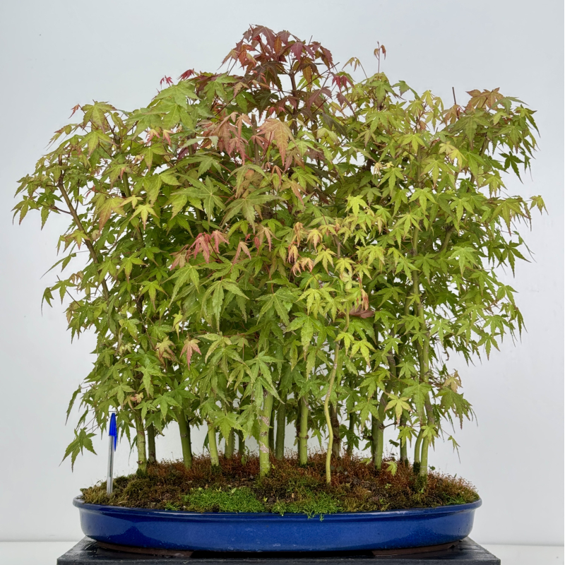 Acer palmatum yamamomiji I-7928