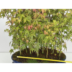 Acer palmatum yamamomiji I-7928 view 2