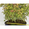 Acer palmatum yamamomiji I-7928 vista 2